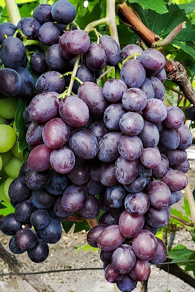 Саженцы винограда :Брависсимо к-ш. - Л.В.Авина