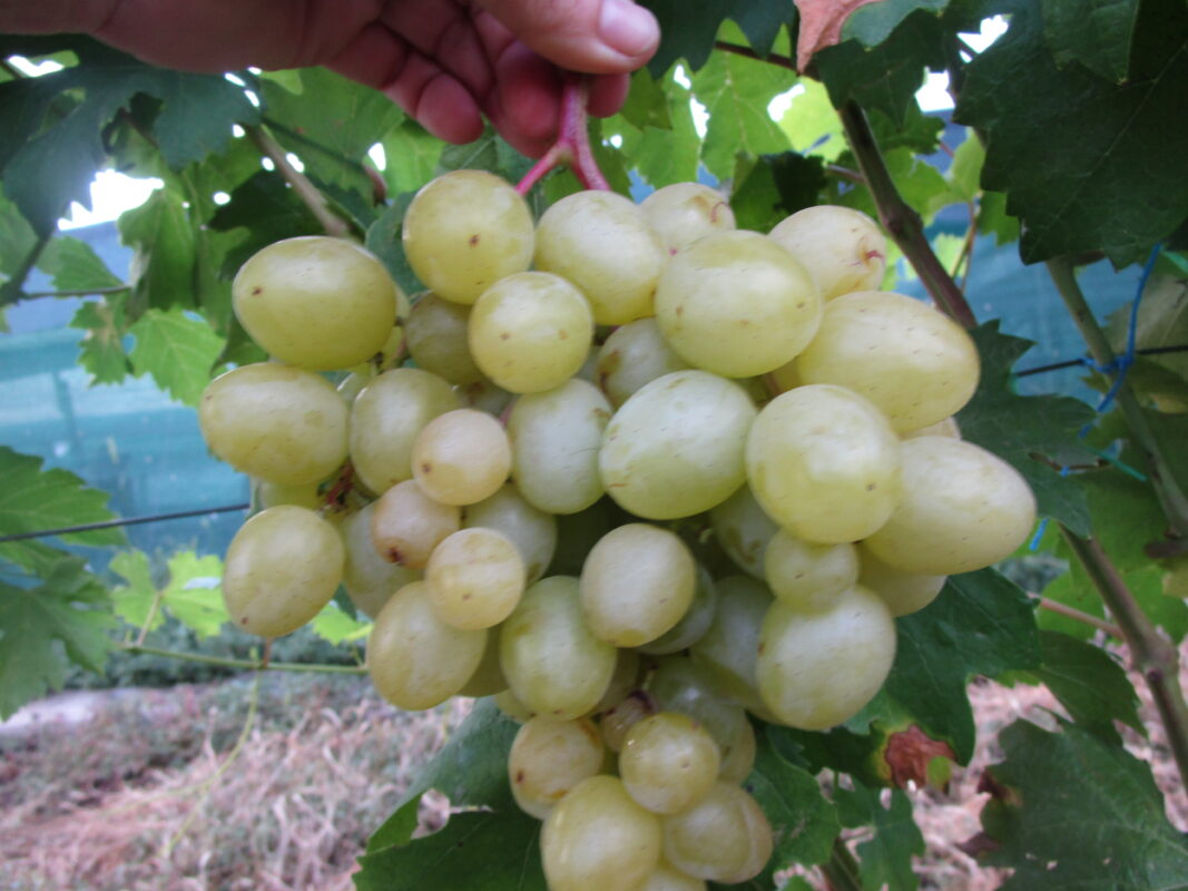 Саженцы винограда сорт : Дарья - Л.В.Авина