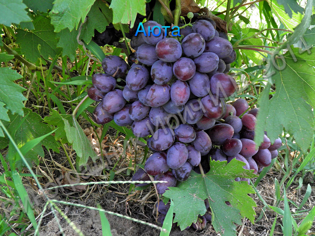 Саженцы винограда сорт: Аюта - Л.В.Авина