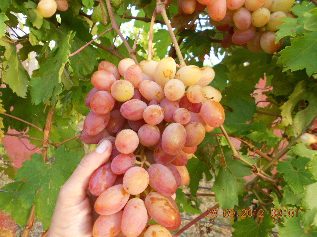 Сорт винограда Юлиан