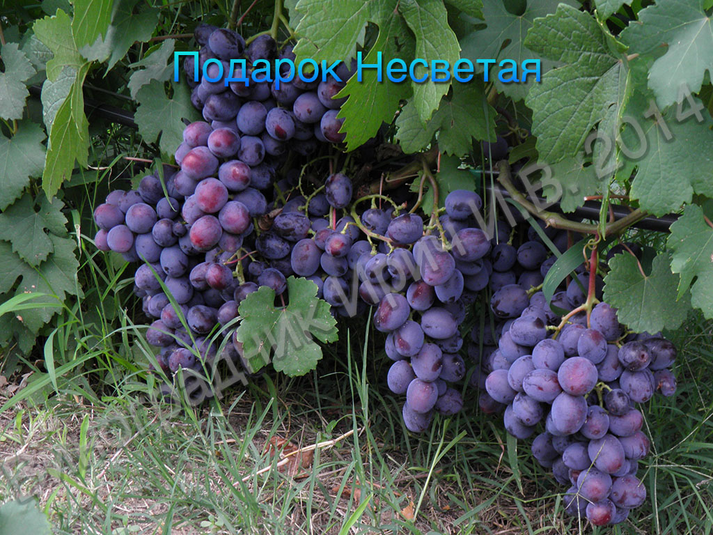 Днепровский сувенир виноград описание сорта фото