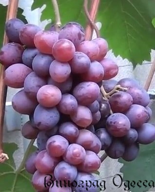 Саженцы винограда: Клубничный - Л.В.Авина