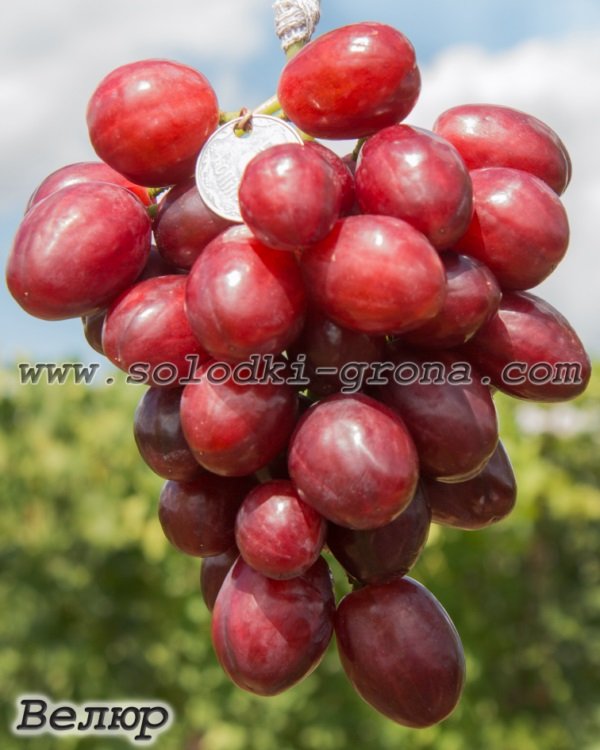 Саженцы винограда: Велюр - Л.В.Авина
