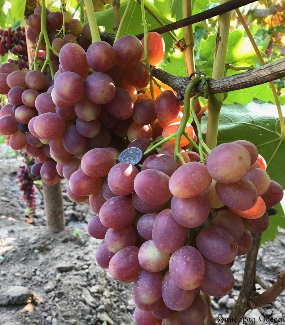 Виноград плодовый Краса Никополя