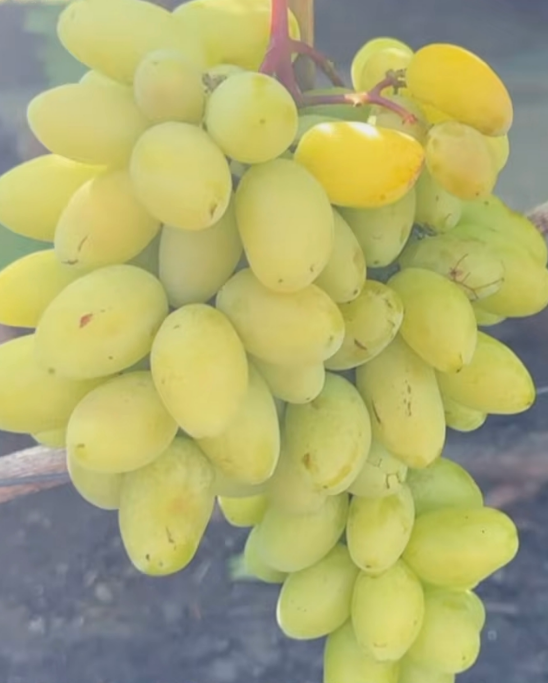 Загадка Калугина