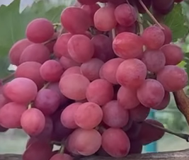 Красный зефир