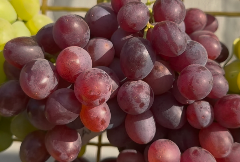 Очарование