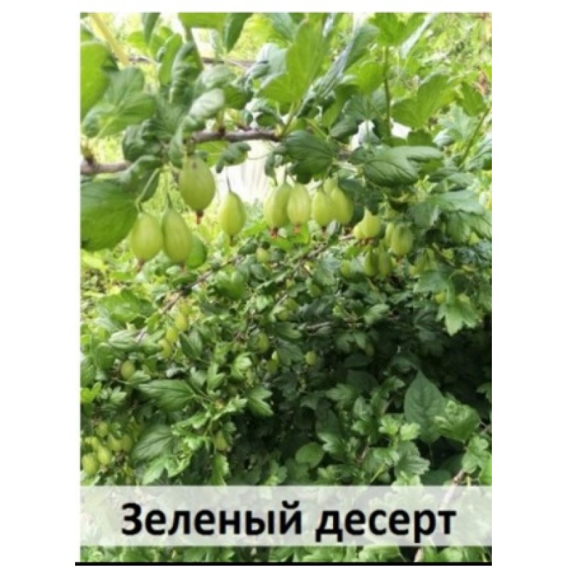 Зел.десерт
